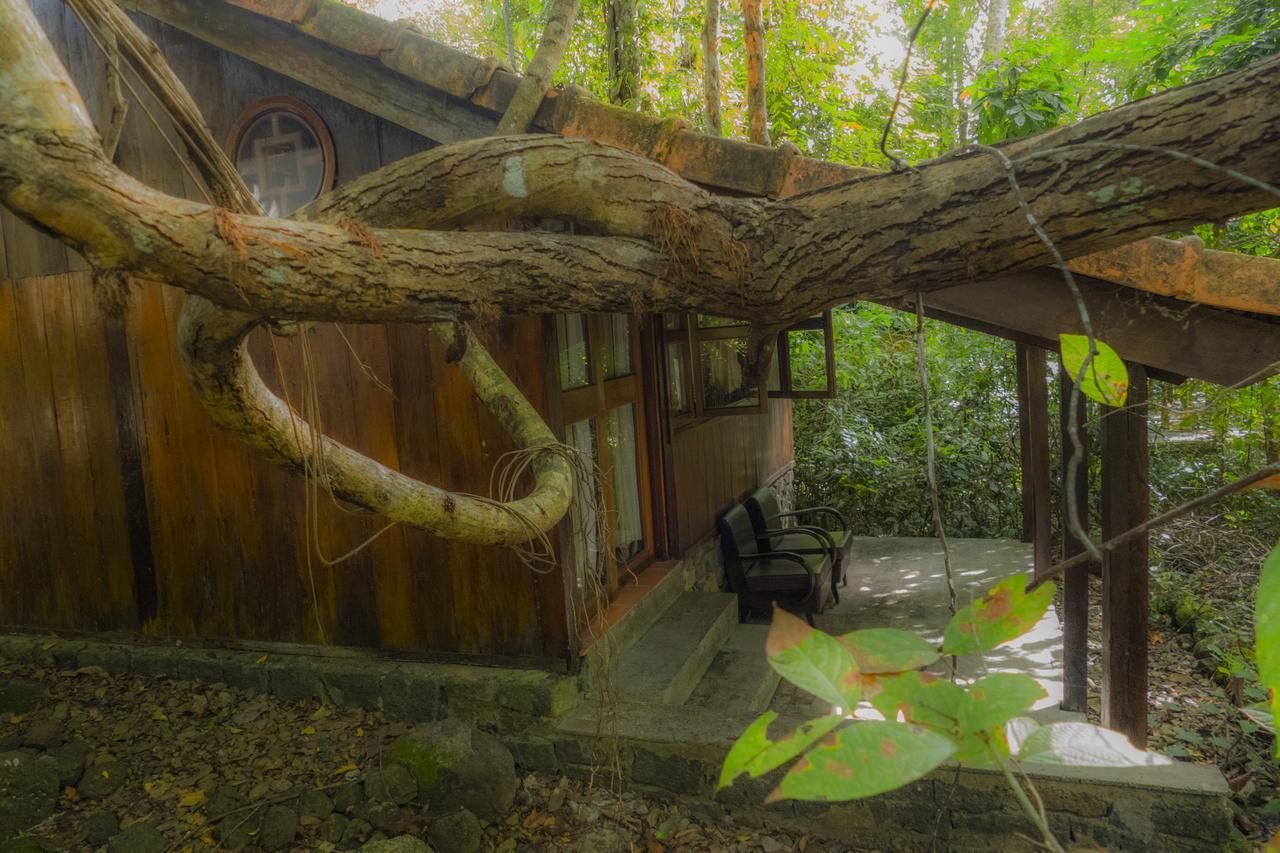 Forest Floor Lodge Каттьєн Екстер'єр фото